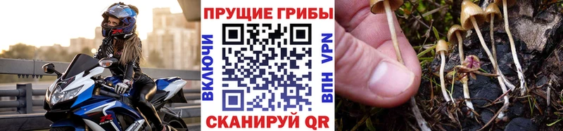 где найти наркотики  Волчанск  Галлюциногенные грибы Psilocybe 